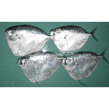 100-200g Frozen Whole Round Moonfish